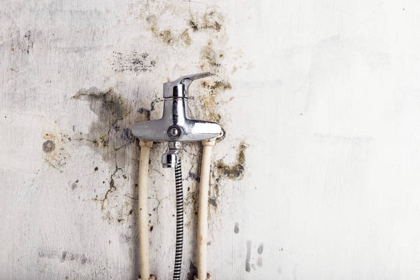 Best Same-Day Mold Removal  in Strodes Mills, PA