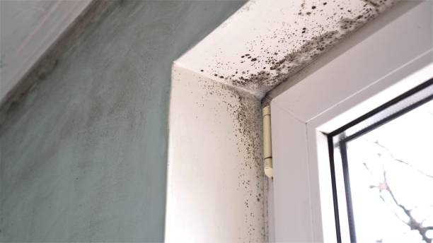 Best Attic Mold Removal  in Strodes Mills, PA