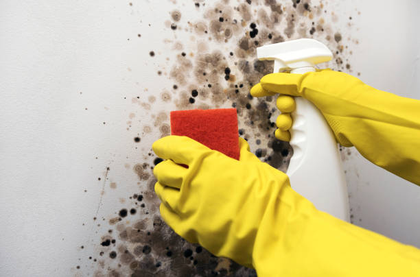 Best Toxic Mold Removal  in Strodes Mills, PA