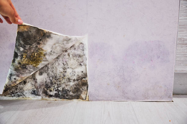 Best Emergency Mold Removal  in Strodes Mills, PA